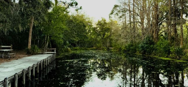 Lake Griffin State Park, Fruitland, Florida